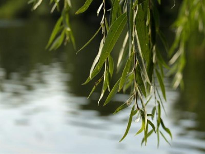 The Unpopular Willow - Sukkot 5783/2022